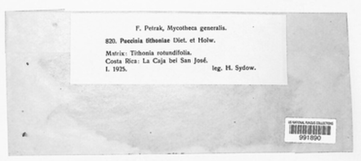 Puccinia tithoniae image
